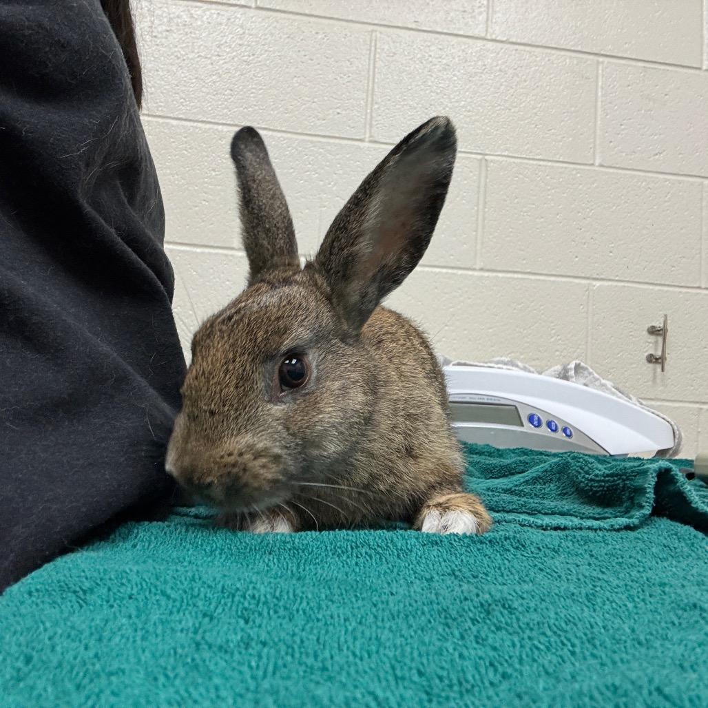 Junior, a Adoptable Bunny Rabbit in Murray, UT image 3/3