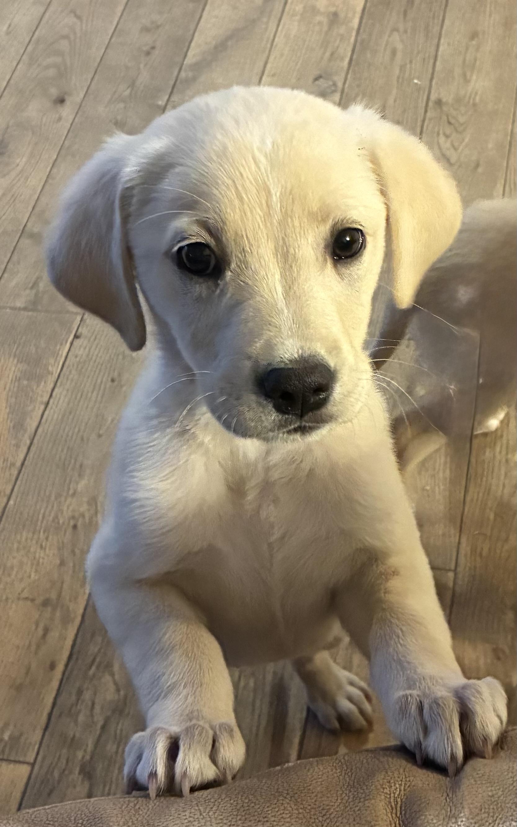 Enlarge Eliza, an adopted mixed breed in Mobile, AL image 1/1