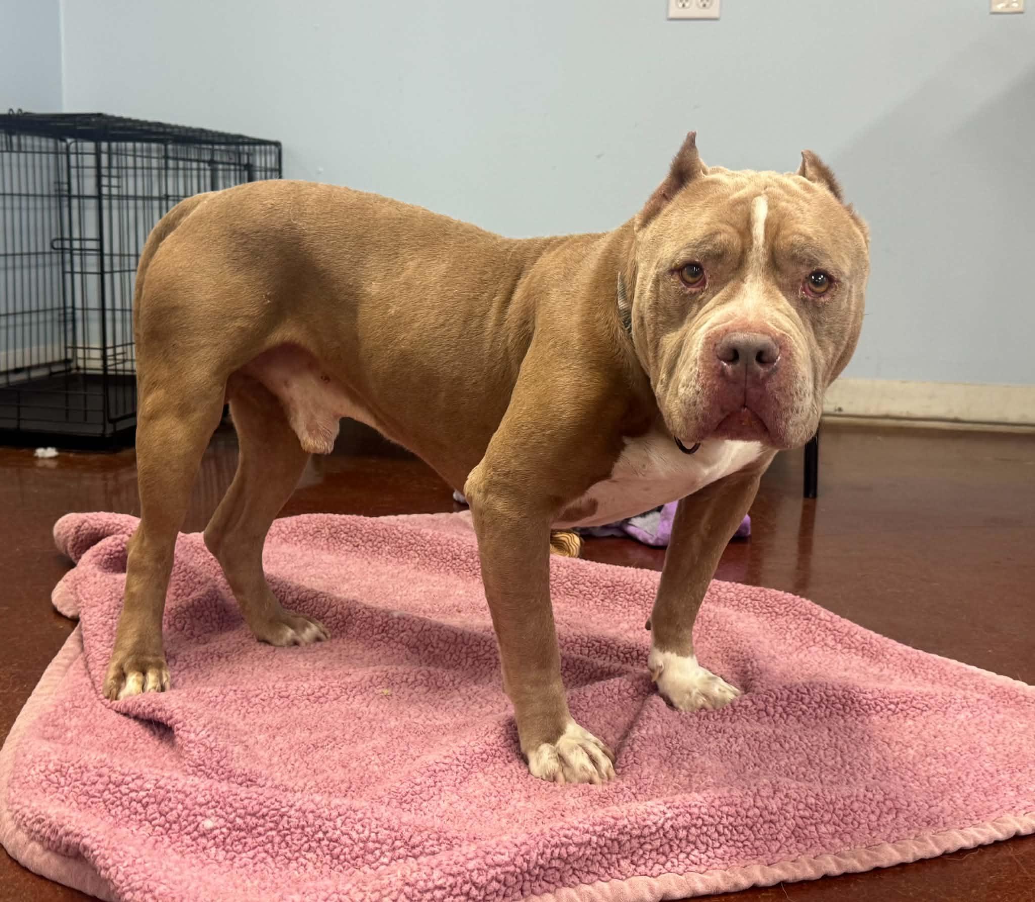 Romeo, ADOPTABLE, Senior Male Pit Bull Terrier.