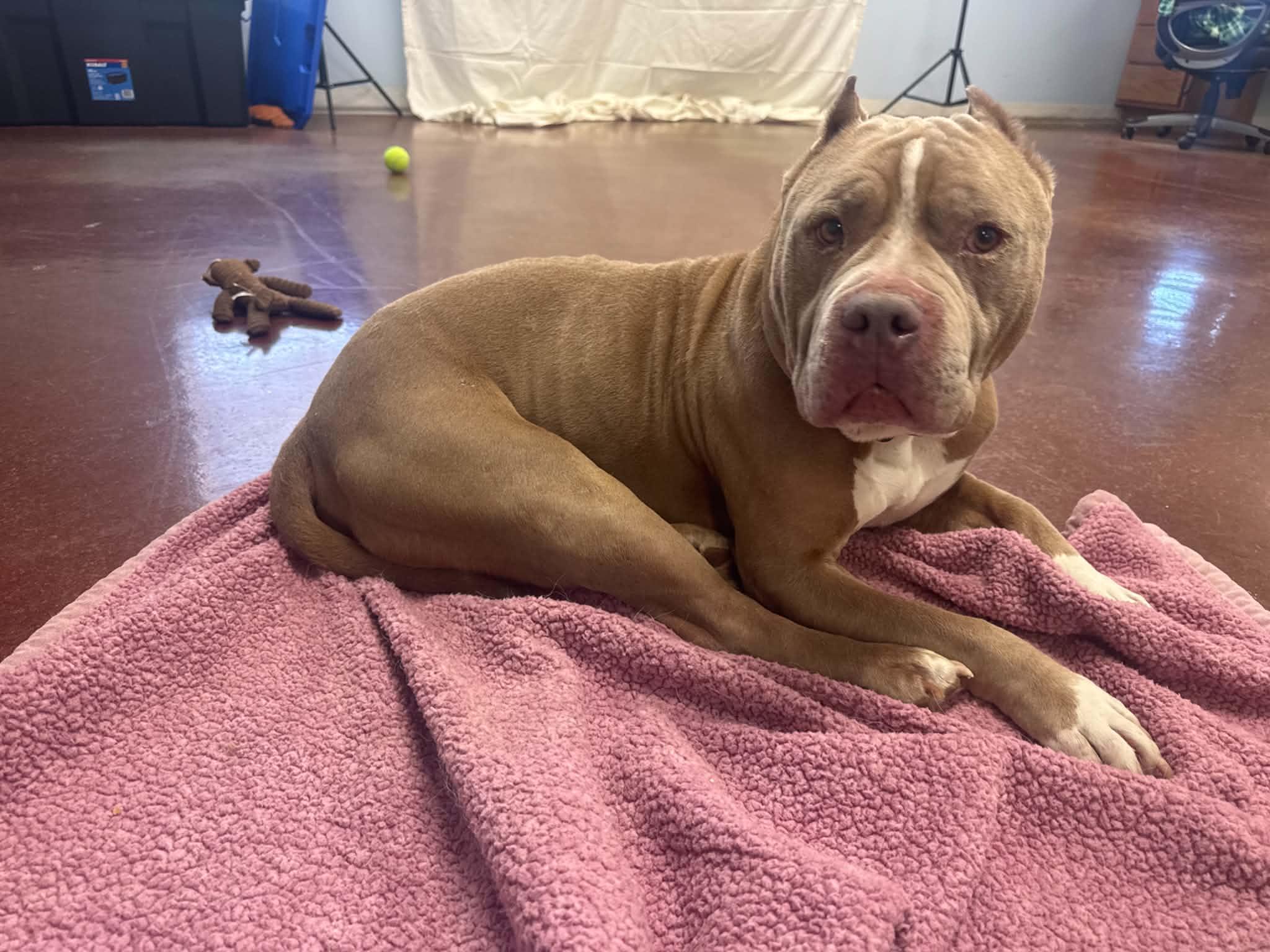 Romeo, a ADOPTABLE Pit Bull Terrier in Shelbyville, KY image 6/6