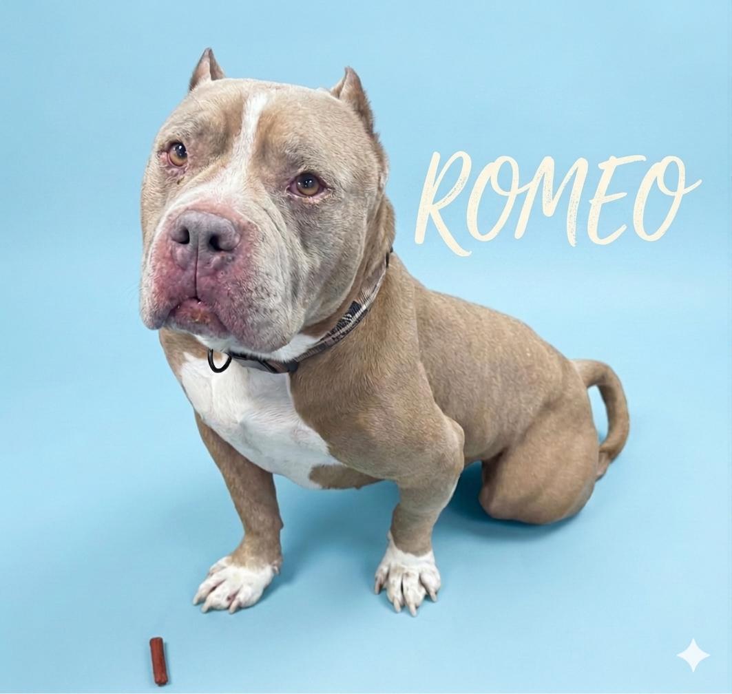 Romeo, a ADOPTABLE Pit Bull Terrier in Shelbyville, KY image 2/6