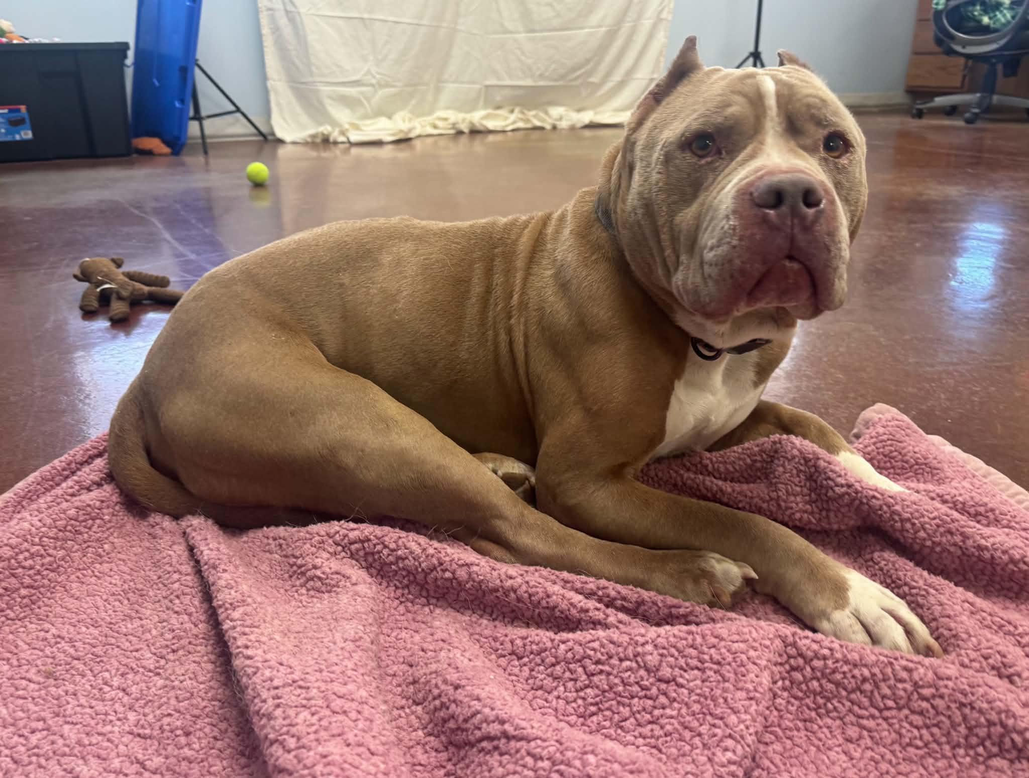 Romeo, a ADOPTABLE Pit Bull Terrier in Shelbyville, KY image 5/6