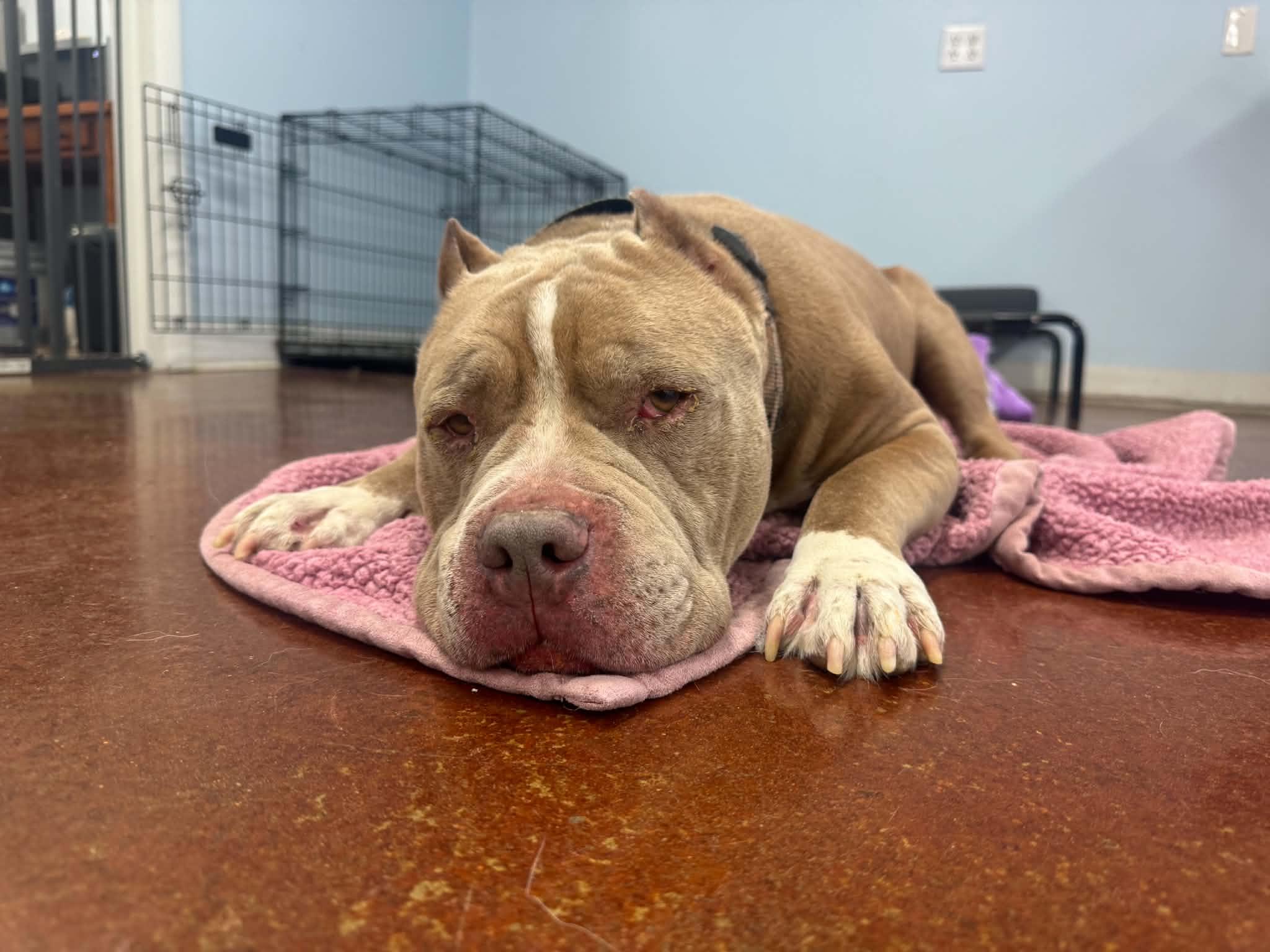 Romeo, a ADOPTABLE Pit Bull Terrier in Shelbyville, KY image 4/6