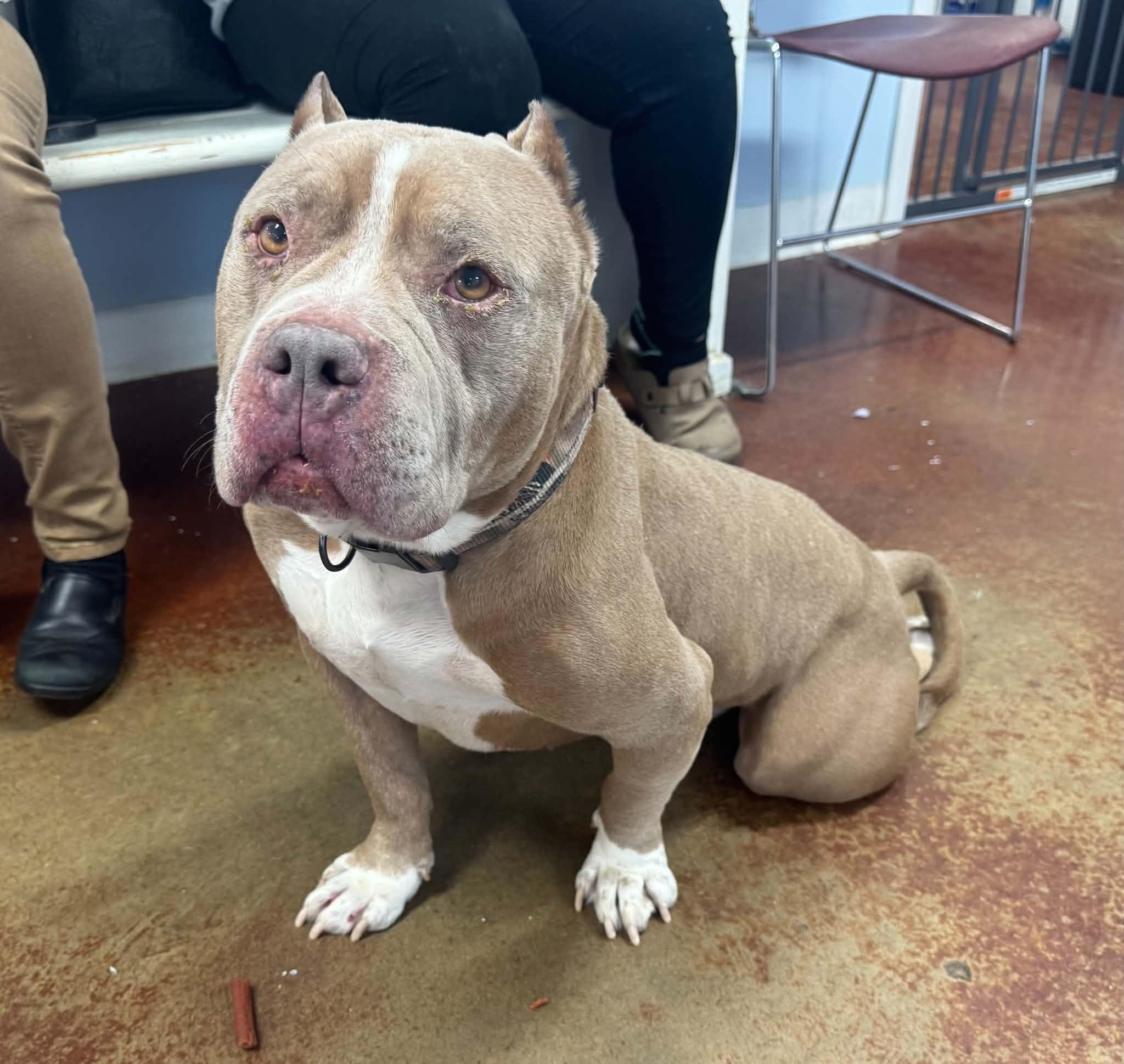 Romeo, a ADOPTABLE Pit Bull Terrier in Shelbyville, KY image 3/6