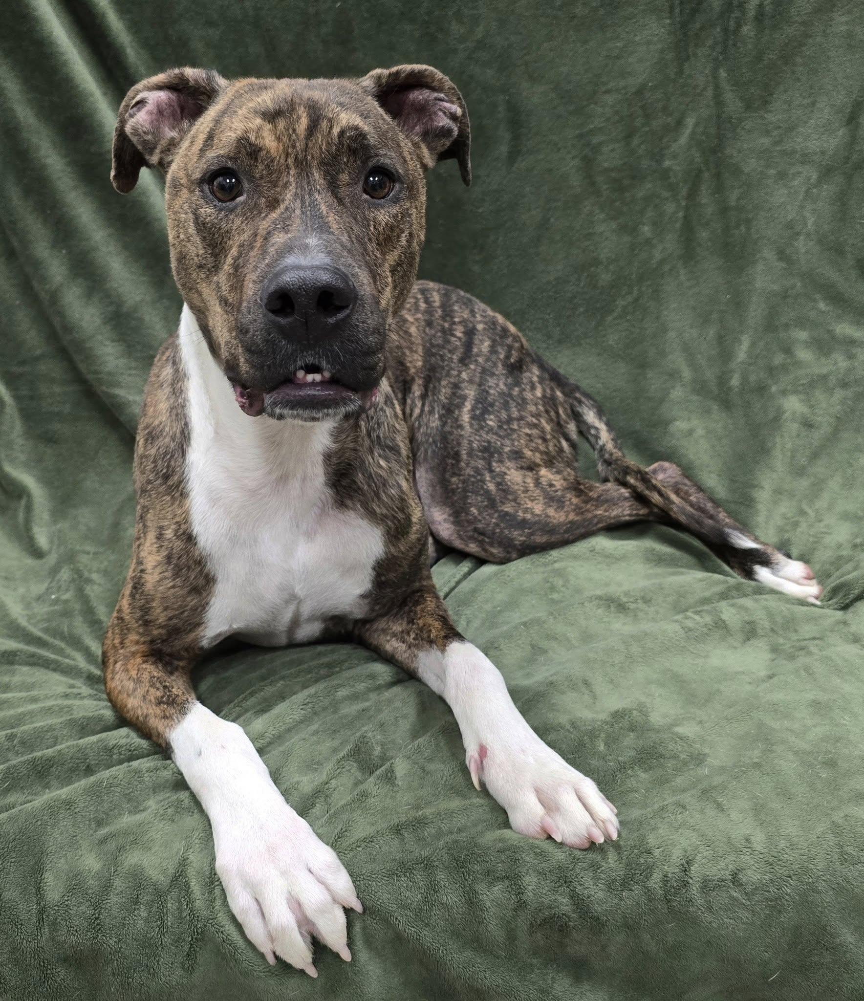 Enlarge Boots, a Adoptable Mixed Breed in Frankfort, IN image 3/4