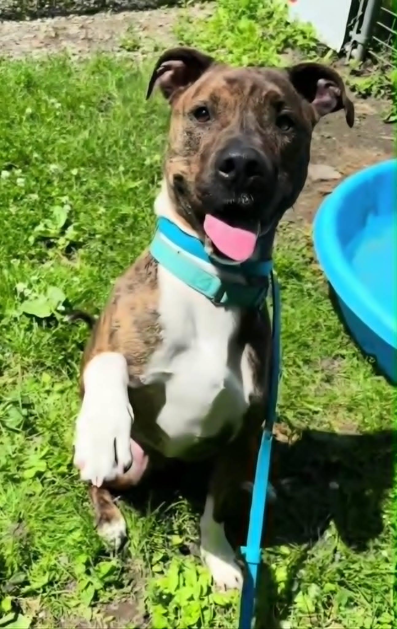 Boots, an adoptable Mixed Breed in Frankfort, IN image 2/5