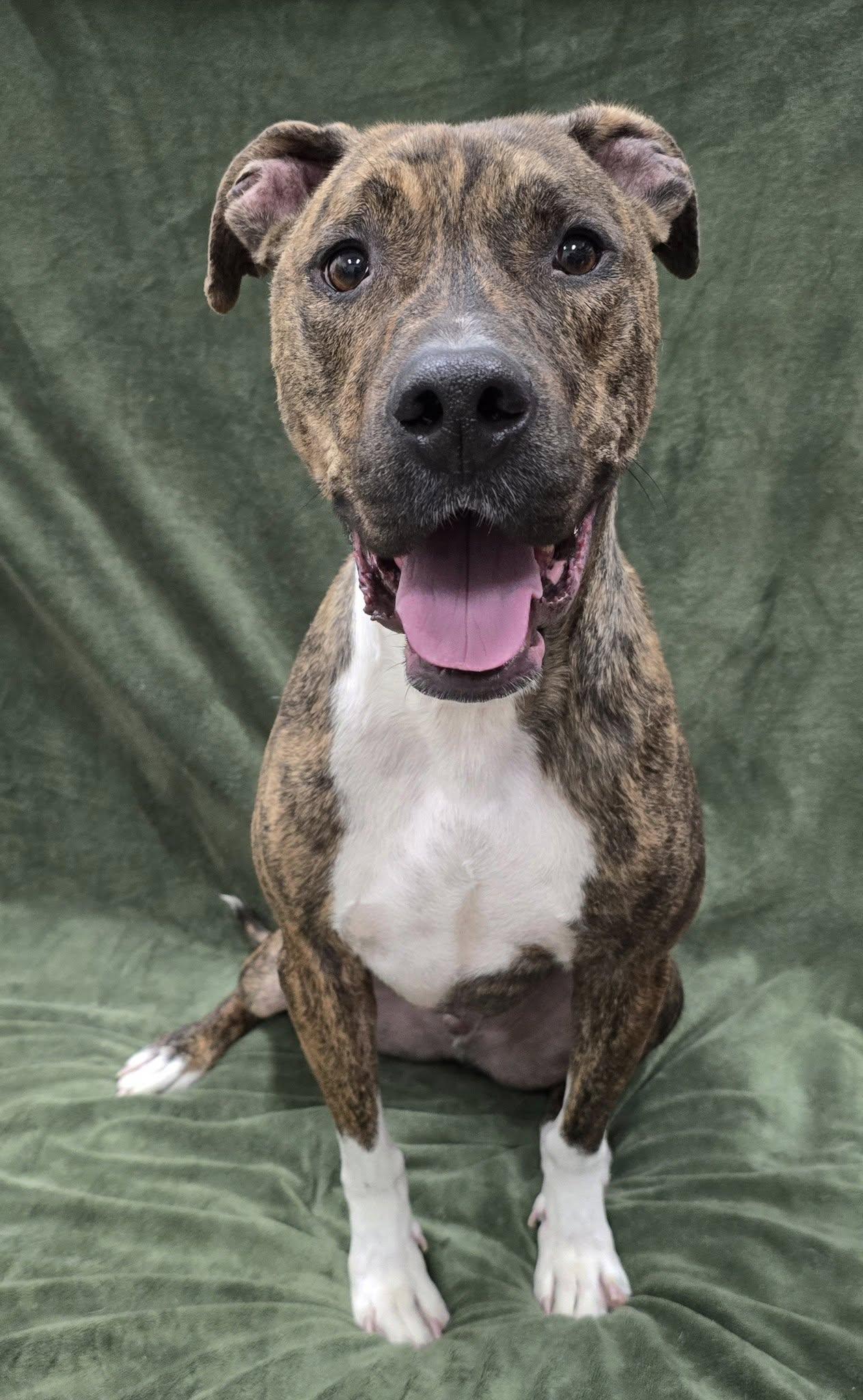 Enlarge Boots, a Adoptable Mixed Breed in Frankfort, IN image 2/4