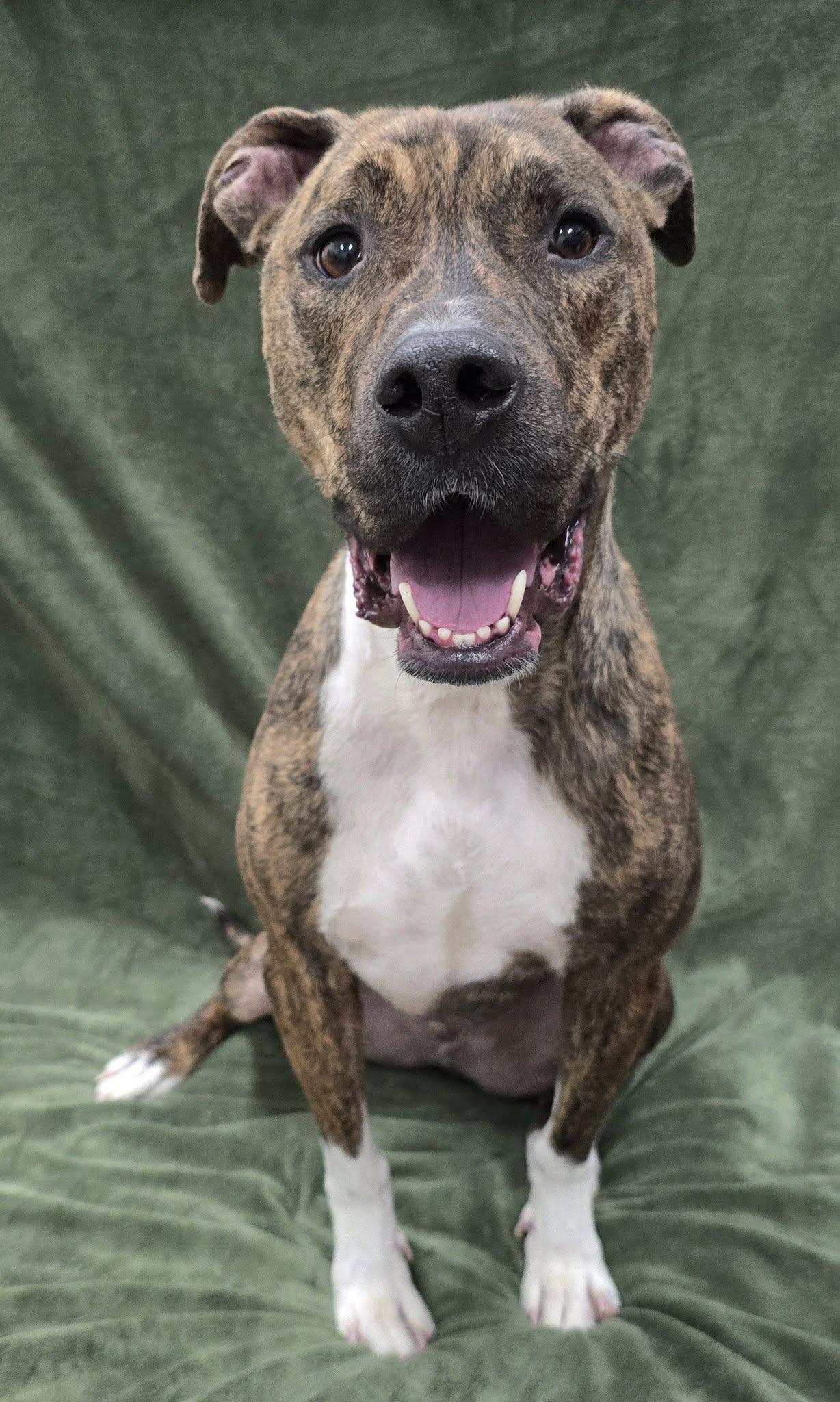 Enlarge Boots, a Adoptable Mixed Breed in Frankfort, IN image 4/4