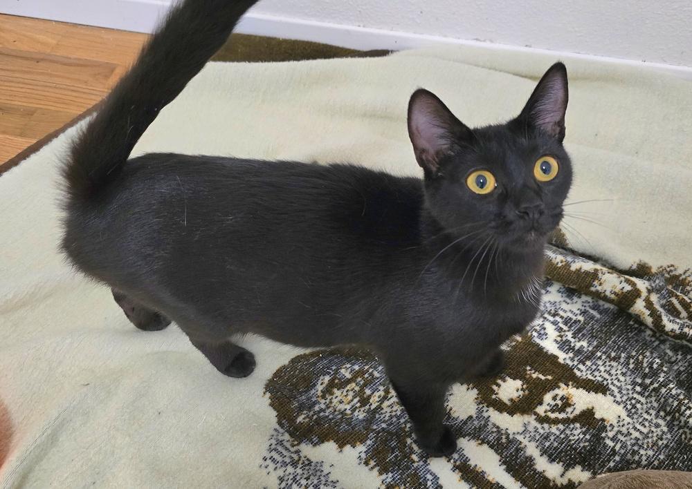 Mama, a Adoptable mixed breed in Vancouver, WA image 1/2