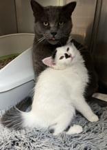 Tater Tot, an adoptable Domestic Short Hair in Boyne City, MI, 49712 | Photo Image 2