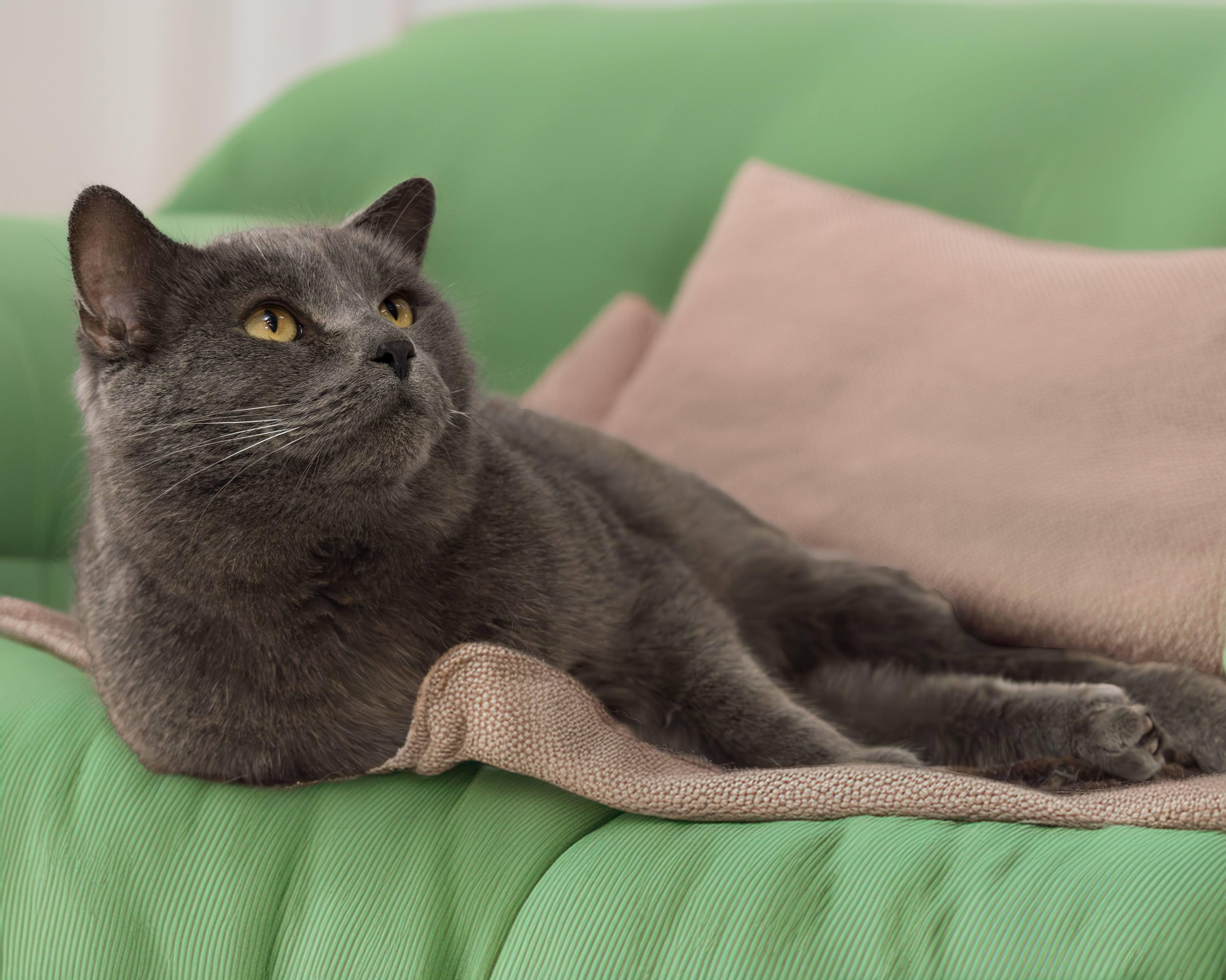 Tater Tot, an adoptable Domestic Short Hair in Boyne City, MI, 49712 | Photo Image 1