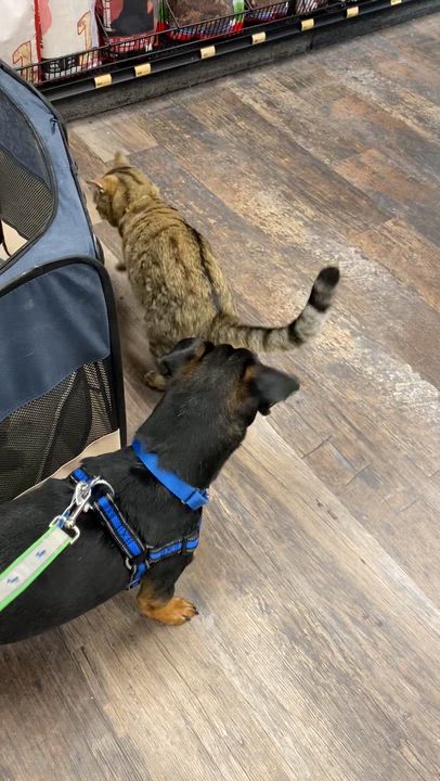 Enlarge OSCAR - dog & cat friendly, a ADOPTABLE mixed breed in North York, ON video 6/6