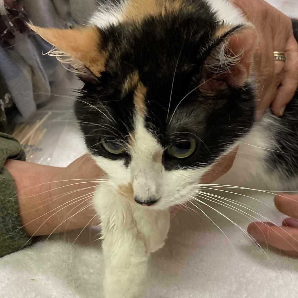 Sage, Adoptable, Adult Female Domestic Short Hair.