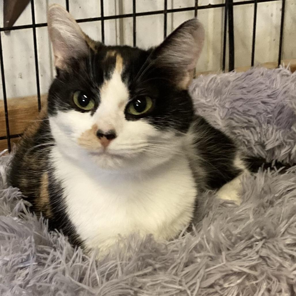 Enlarge Sage, a Adoptable mixed breed in Grand Rapids, MN image 2/2