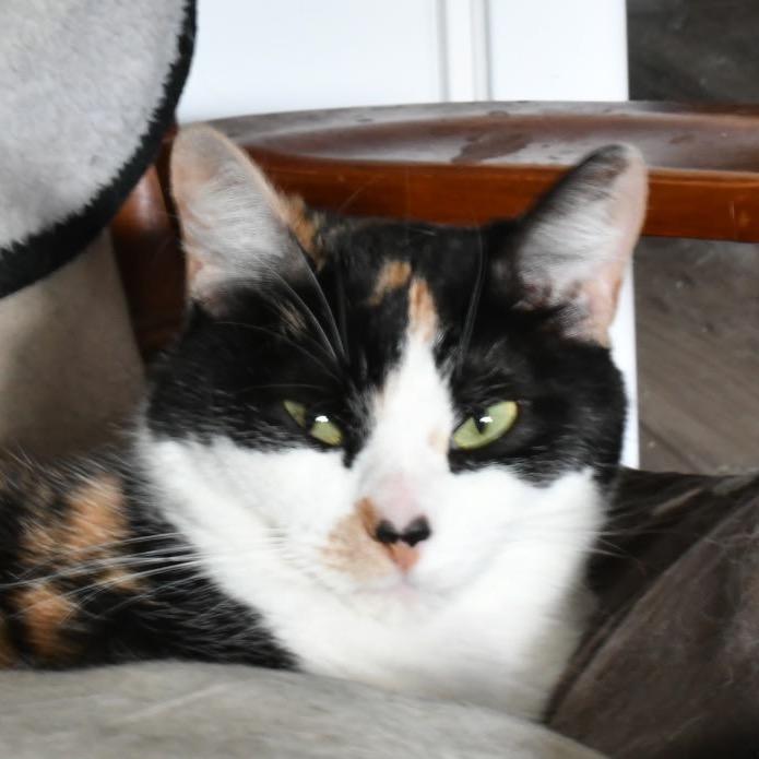 Sage, Adoptable, Adult Female Domestic Short Hair & Domestic Short Hair.