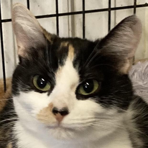 Sage, a Adoptable mixed breed in Grand Rapids, MN image 4/5