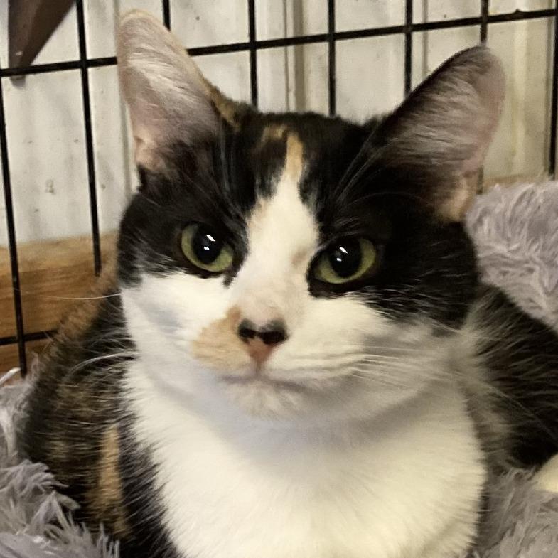 Sage, a Adoptable mixed breed in Grand Rapids, MN image 1/2