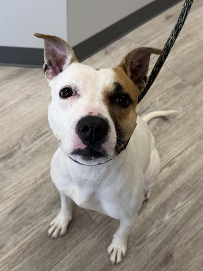 Enlarge Faye, an adopted Pit Bull Terrier in Florence, OR image 2/2