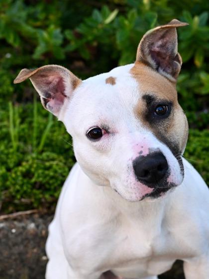 Enlarge Faye, an adopted Pit Bull Terrier in Florence, OR image 1/2