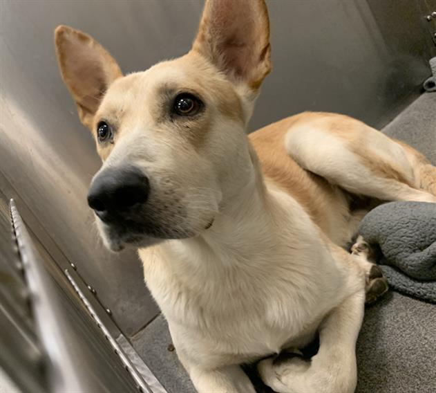 TOBY, Adoptable, Adult Male Mixed Breed.