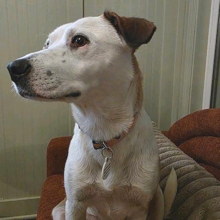 Enlarge Lina, a Adoptable Mixed Breed in Kansas City, MO image 1/6