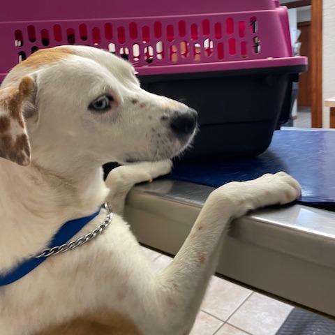 Enlarge Lina, a Adoptable Mixed Breed in Kansas City, MO image 2/6