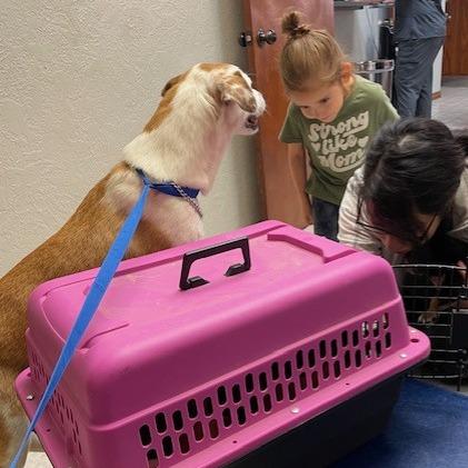 Enlarge Lina, a Adoptable Mixed Breed in Kansas City, MO image 3/6