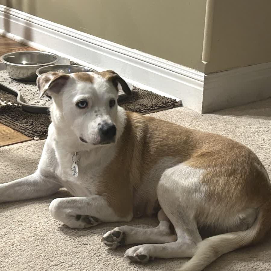 Enlarge Lina, a Adoptable Mixed Breed in Kansas City, MO image 4/6