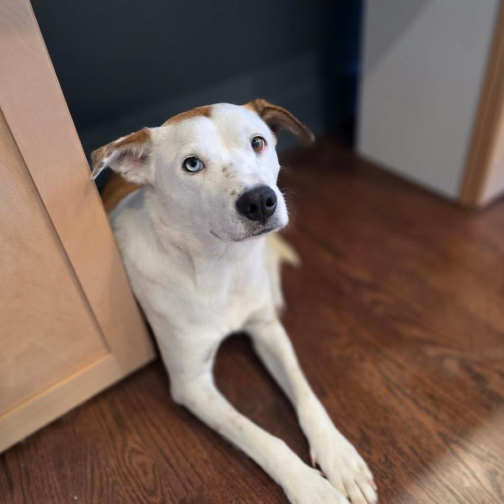 Enlarge Lina, a Adoptable Mixed Breed in Kansas City, MO image 5/6