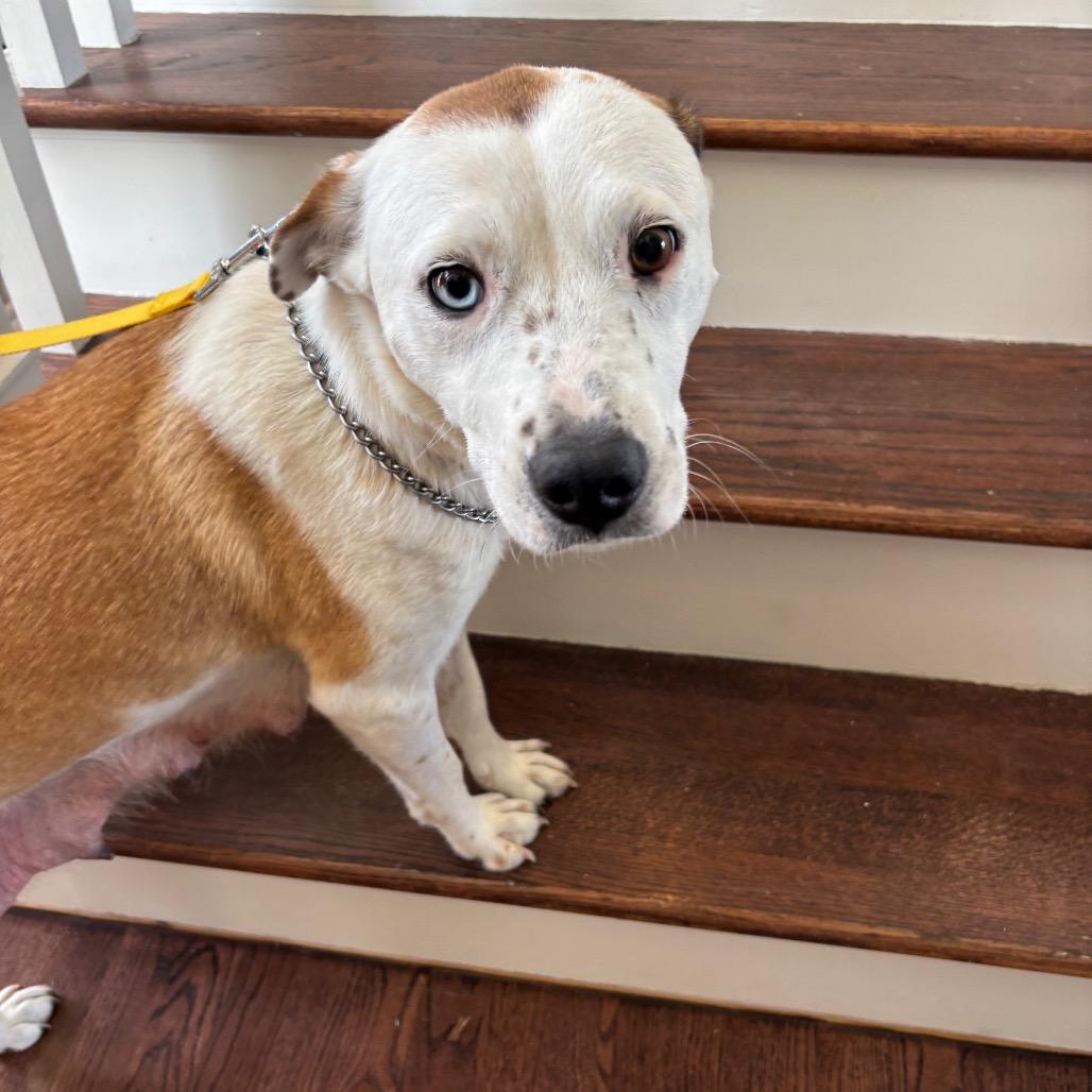 Enlarge Lina, a Adoptable Mixed Breed in Kansas City, MO image 6/6