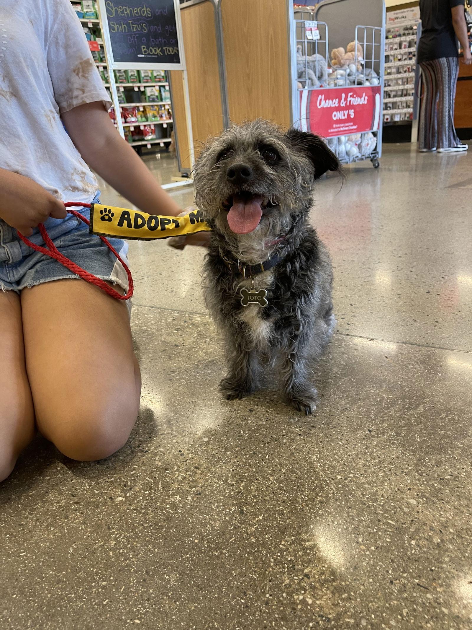 Toto, a Adoptable mixed breed in Apple Valley, CA image 1/4