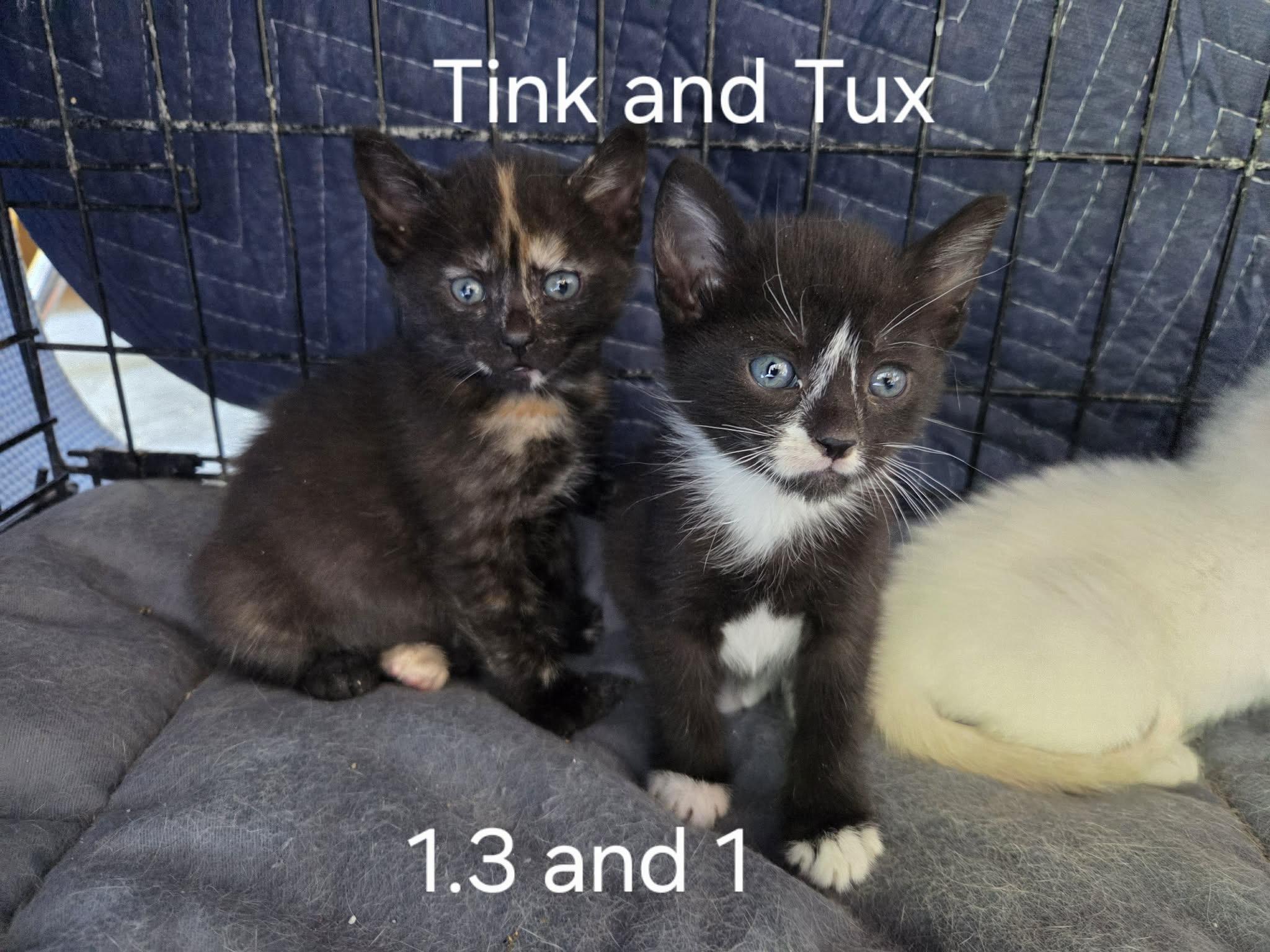 Tux, a Adoptable mixed breed in Dixon, CA image 2/6