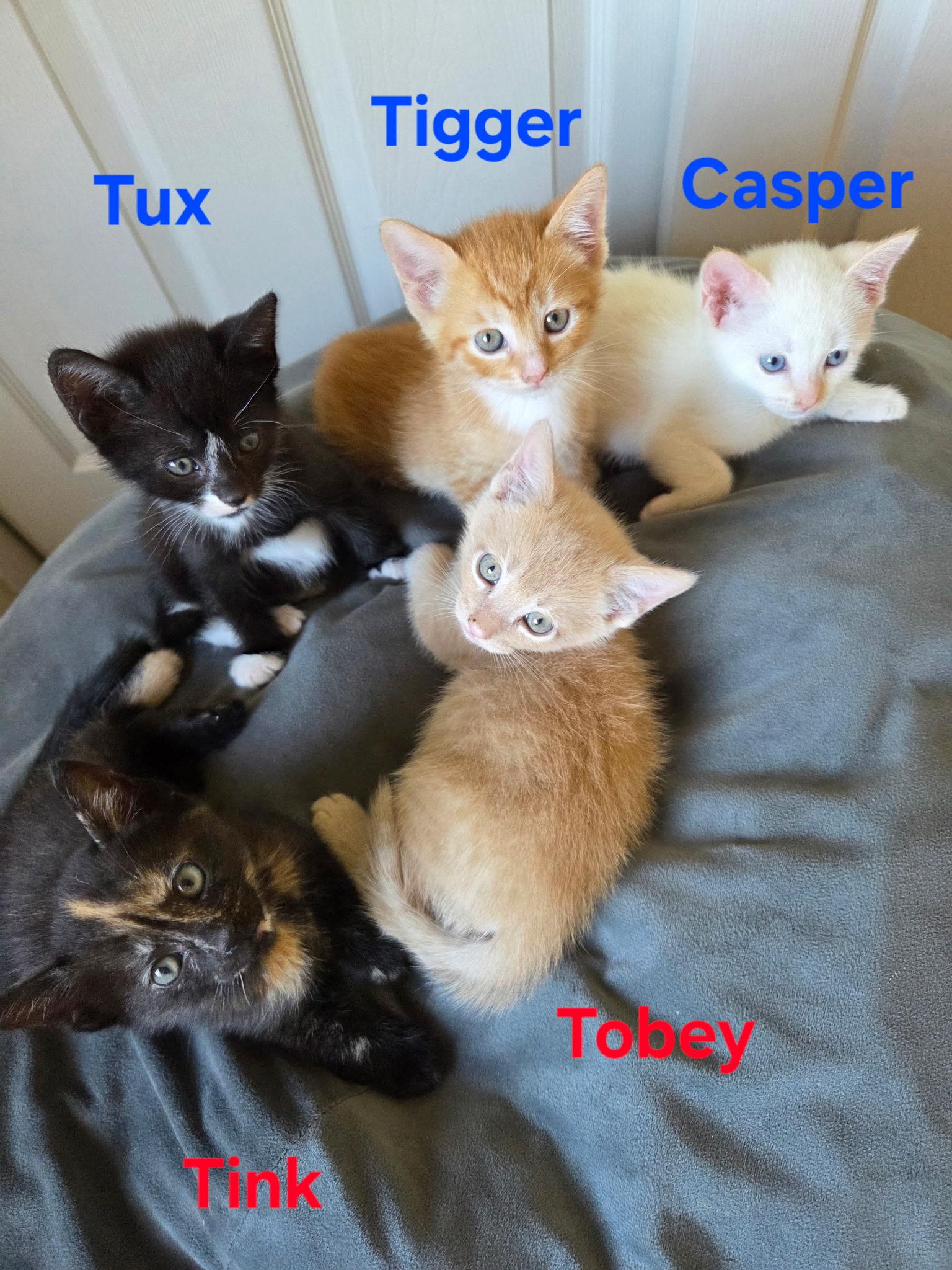Tux, a Adoptable mixed breed in Dixon, CA image 3/6
