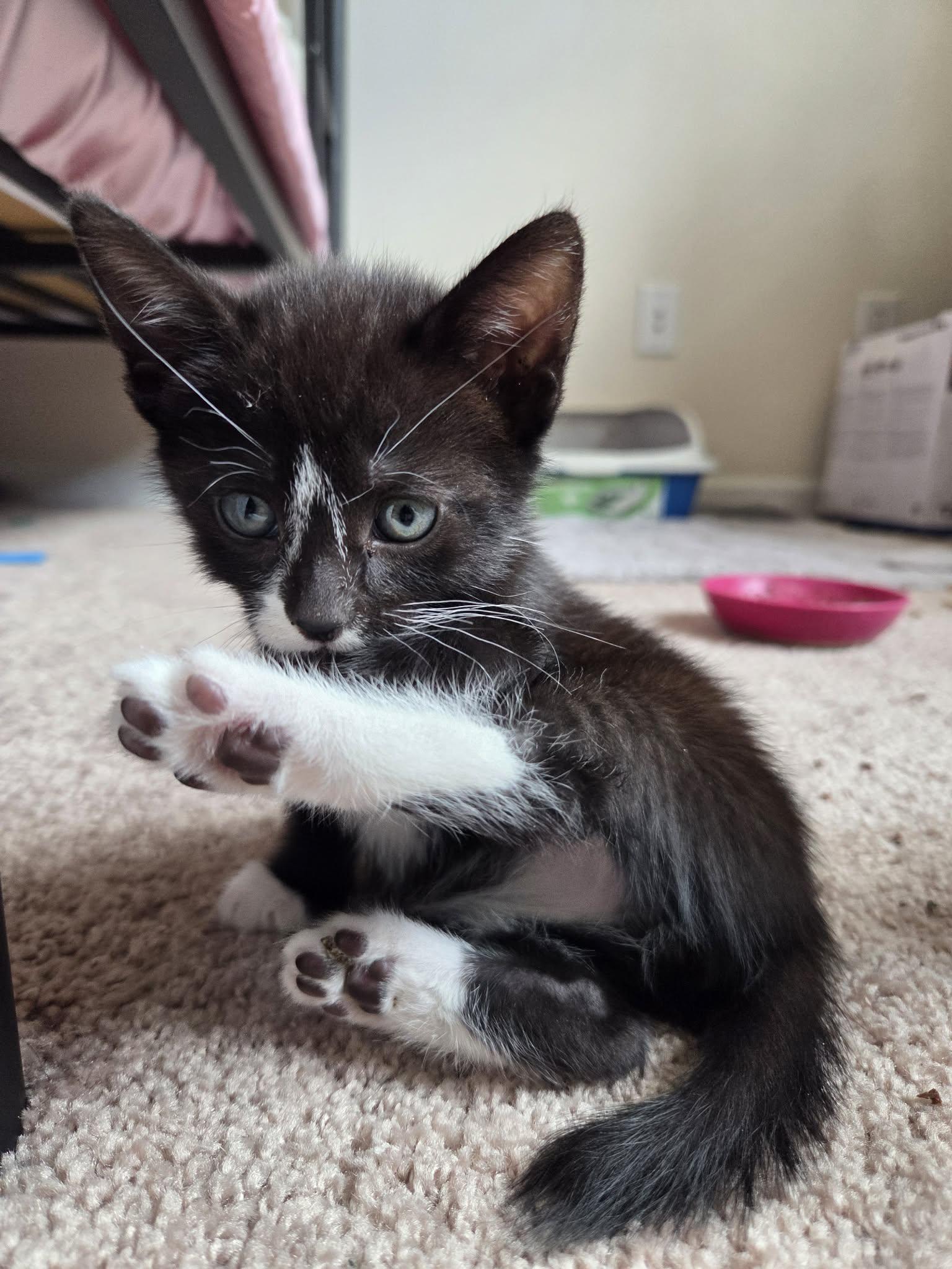 Tux, Adoptable, Kitten Male Domestic Short Hair.