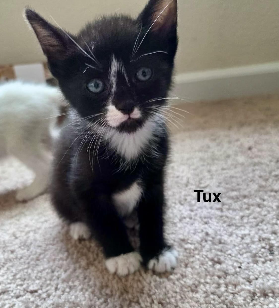 Tux, a Adoptable mixed breed in Dixon, CA image 5/6