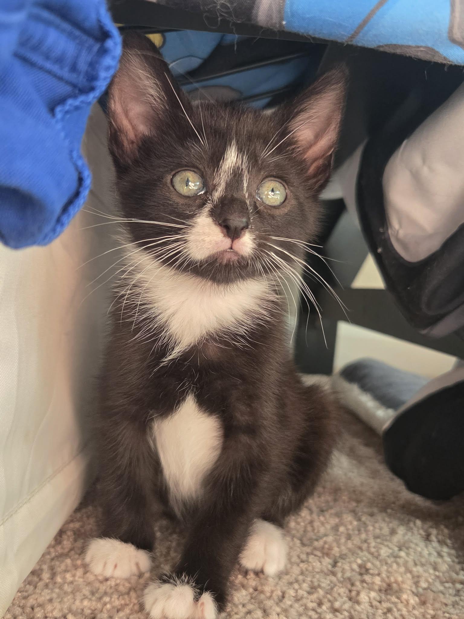 Tux, a Adoptable mixed breed in Dixon, CA image 6/6