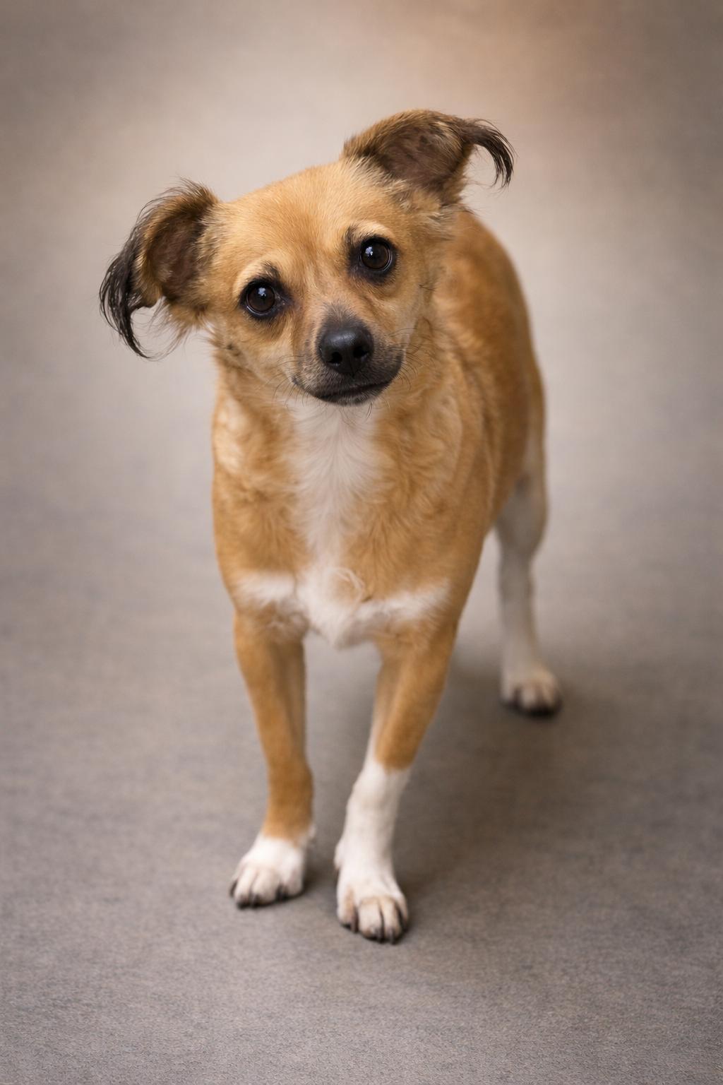 Enlarge Phoebe, an adoptable mixed breed in SYLVANIA, GA image 2/5