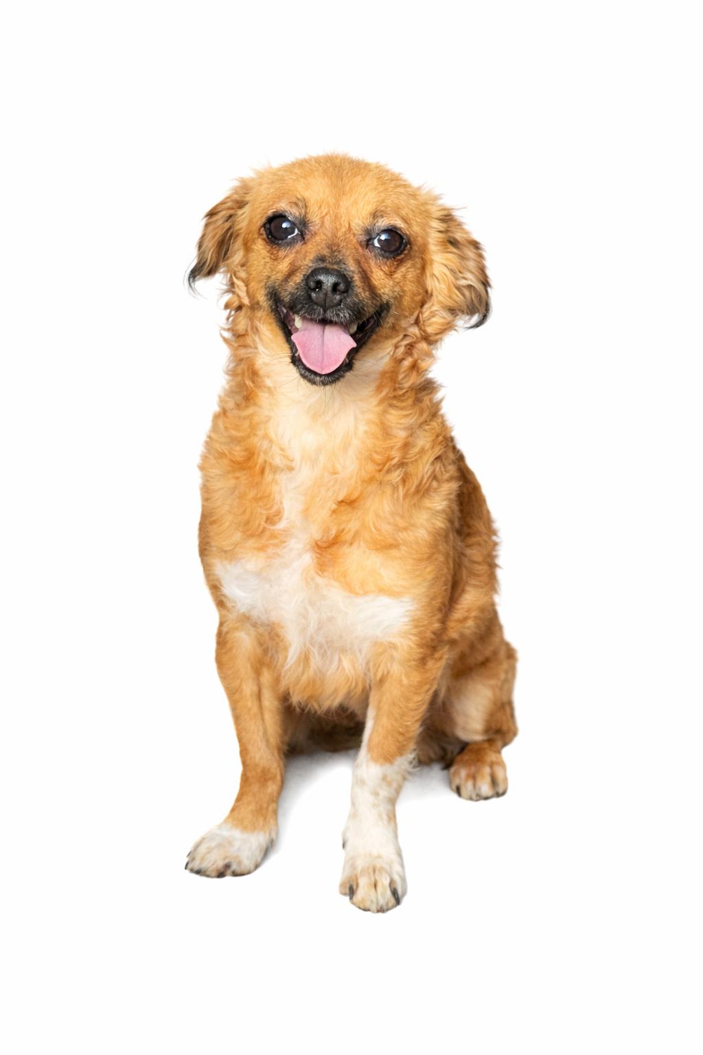 Enlarge Phoebe, an adoptable mixed breed in SYLVANIA, GA image 4/5