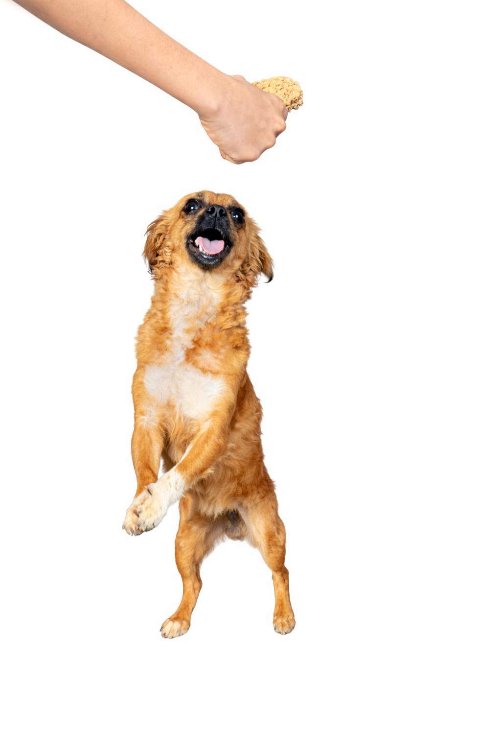 Enlarge Phoebe, an adoptable mixed breed in SYLVANIA, GA image 5/5