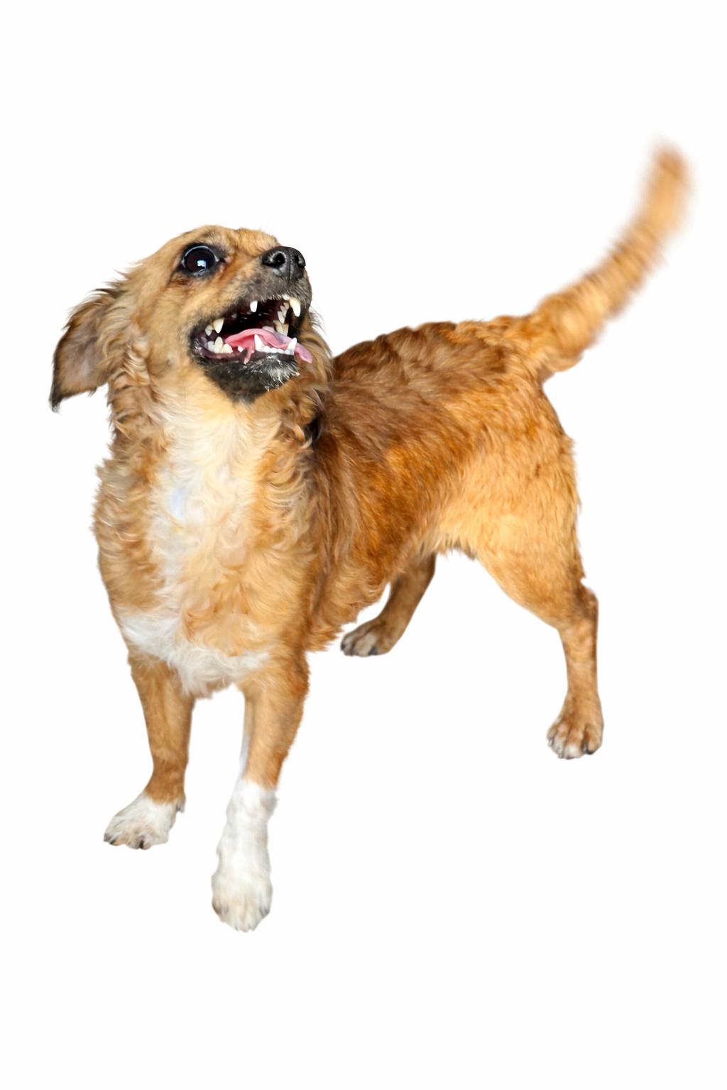 Enlarge Phoebe, an adoptable mixed breed in SYLVANIA, GA image 3/5