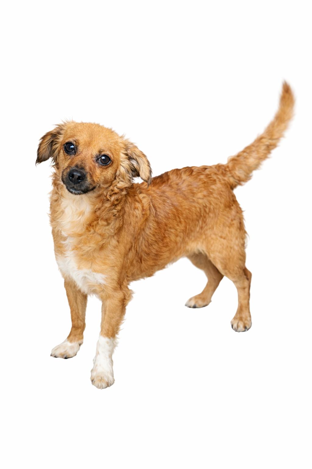 Phoebe, adoptable, Young Female Mixed Breed.