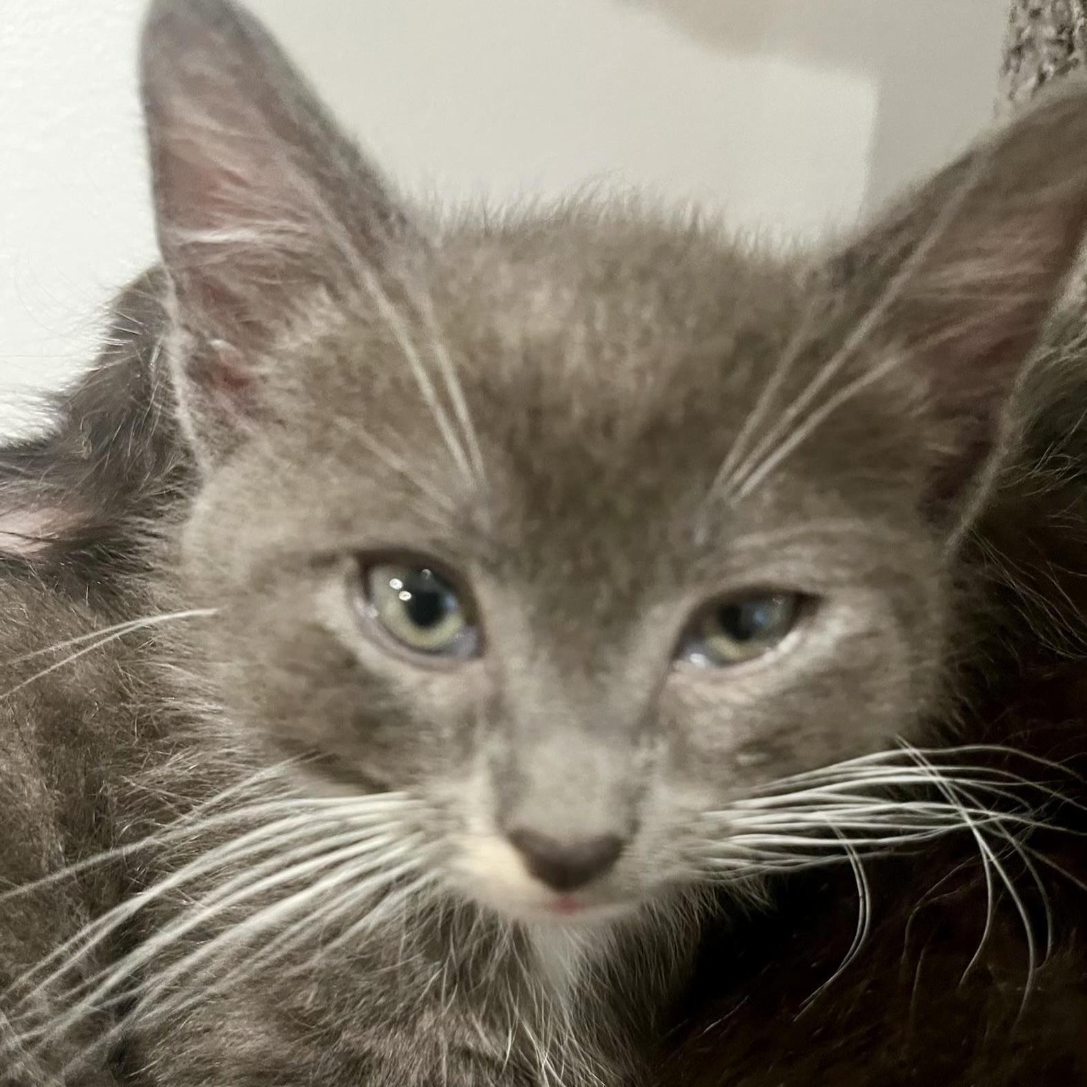 Enlarge Zorro, an adopted Tuxedo in Woodbridge, VA image 2/4