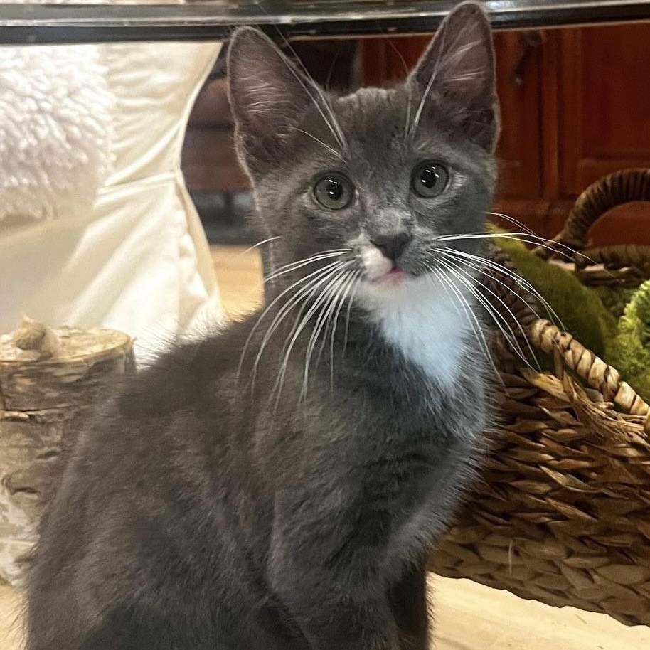Zorro, adopted, Kitten Male Tuxedo.