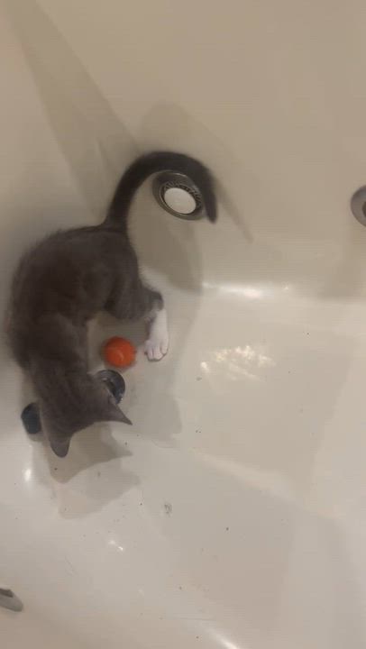 Enlarge Zorro, an adopted Tuxedo in Woodbridge, VA video 4/4