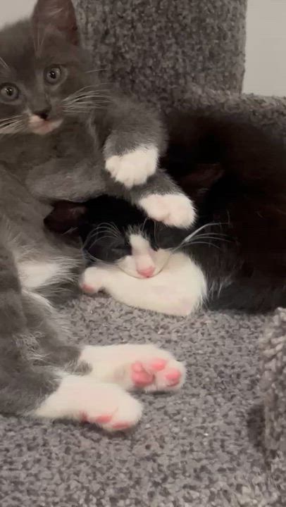 Enlarge Zorro, an adopted Tuxedo in Woodbridge, VA video 3/4