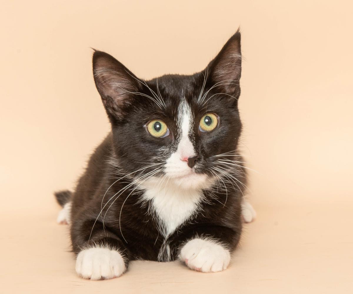 Enlarge Paka, a Adoptable mixed breed in Wyandotte, MI image 1/3