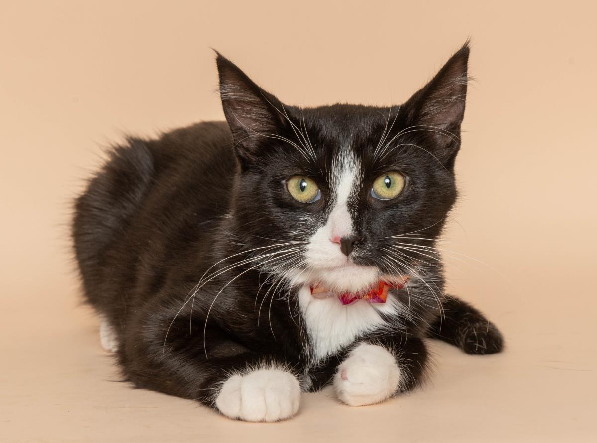 Enlarge Paka, a Adoptable mixed breed in Wyandotte, MI image 2/3
