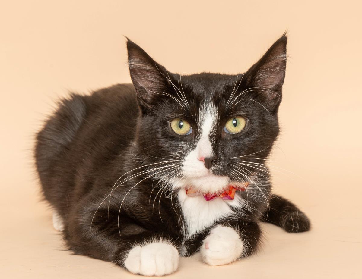Enlarge Paka, a Adoptable mixed breed in Wyandotte, MI image 3/3