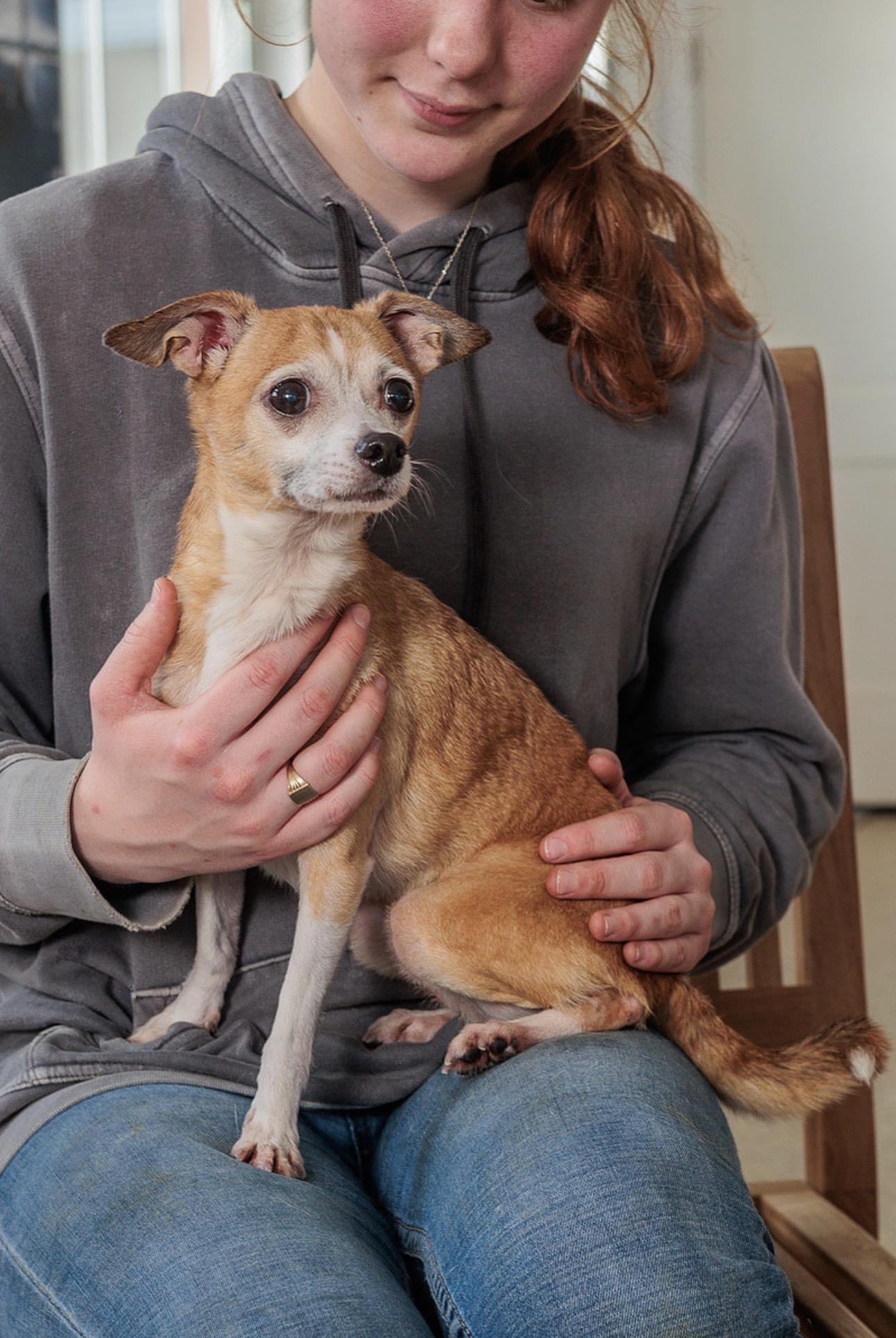 Mochi, Adopted, Adult Male Chihuahua.