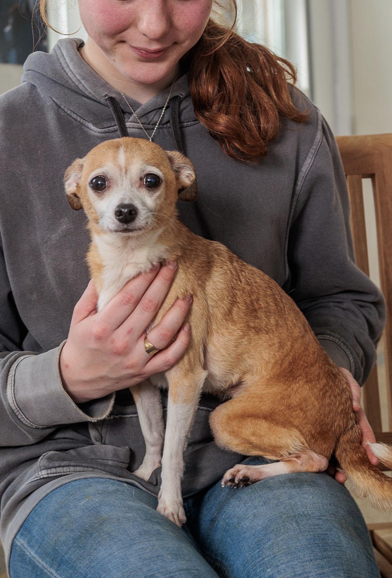 Enlarge Mochi, a Adopted Chihuahua in Chester Springs, PA image 2/2